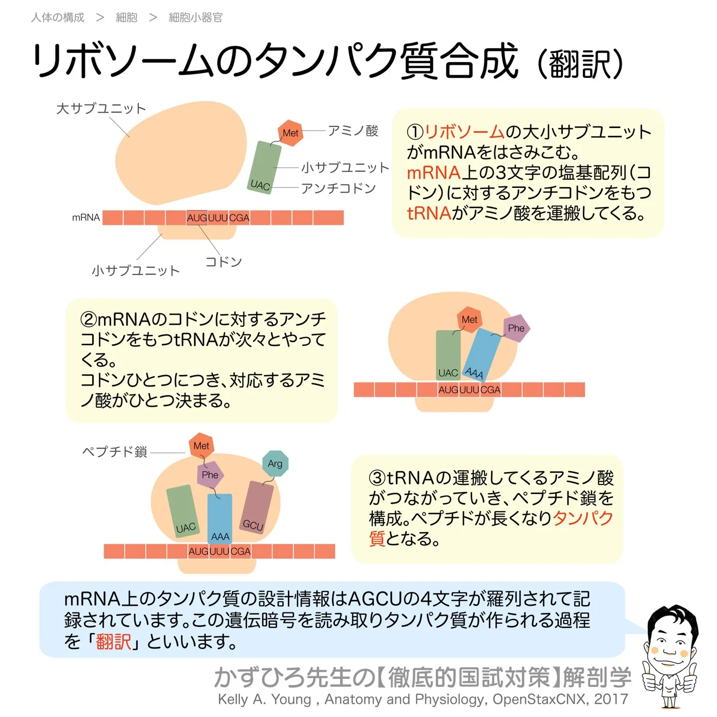 リボソームのタンパク質合成