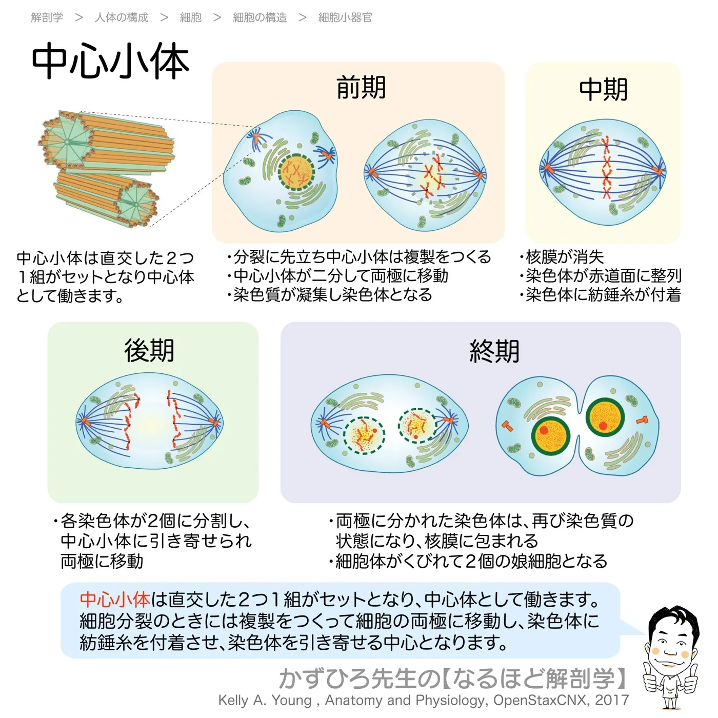 中心小体