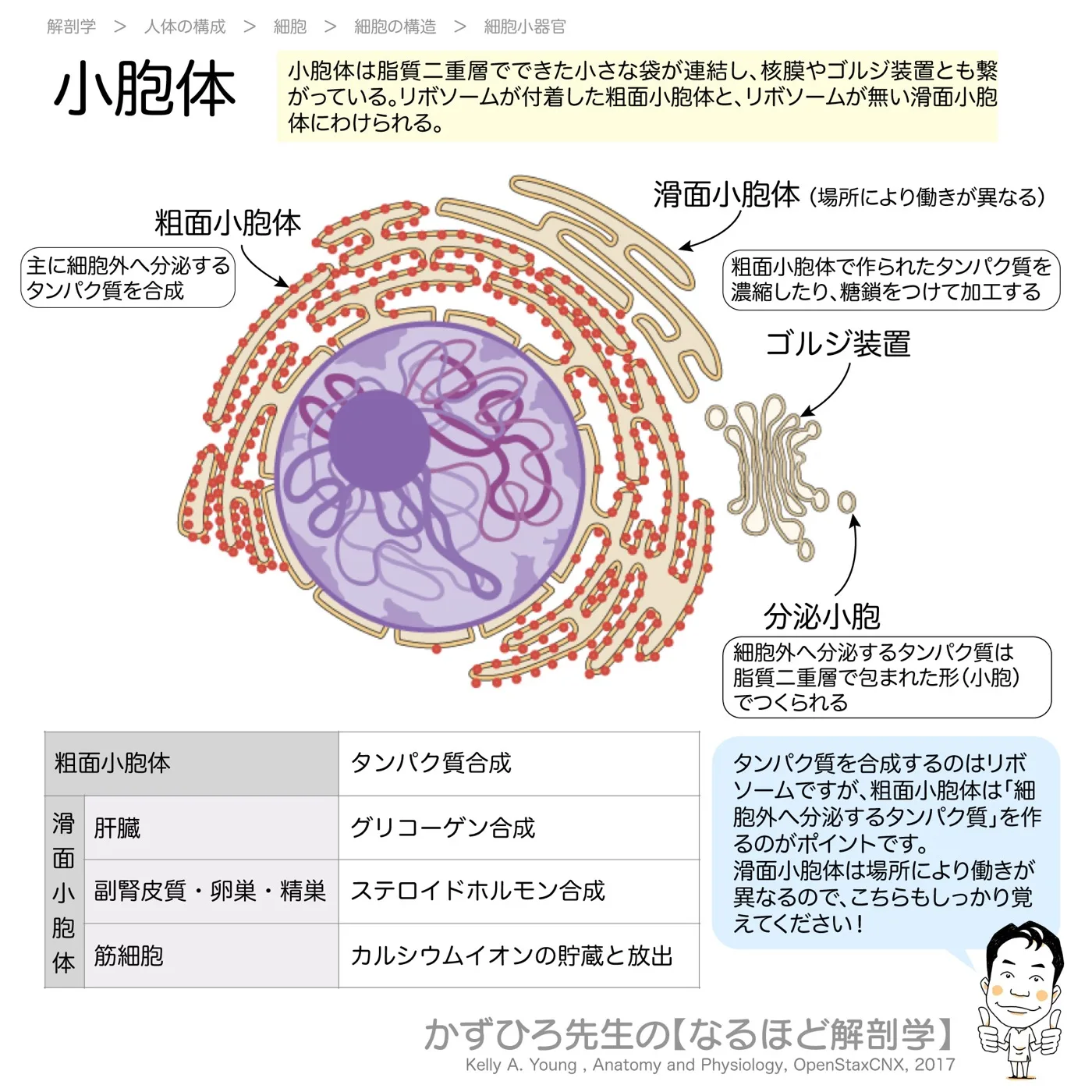 小胞体