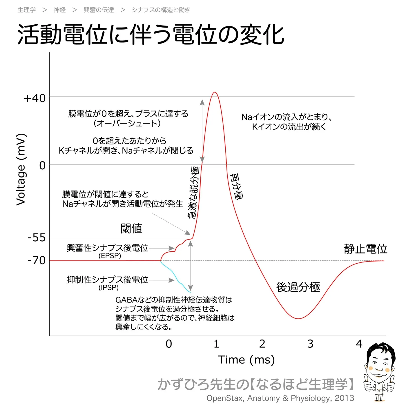 活動電位に伴う電位の変化-過分極と脱分極