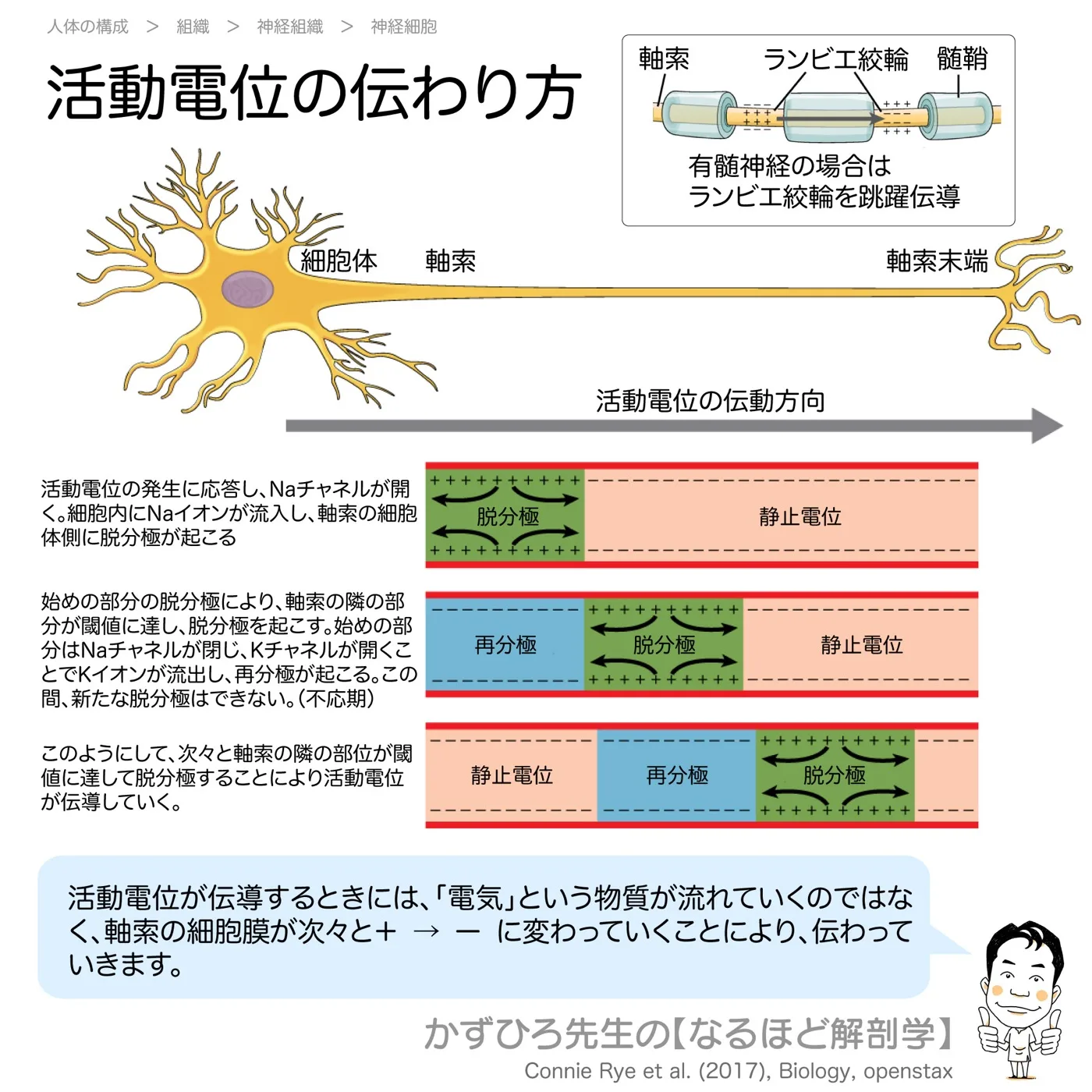 活動電位の伝わり方