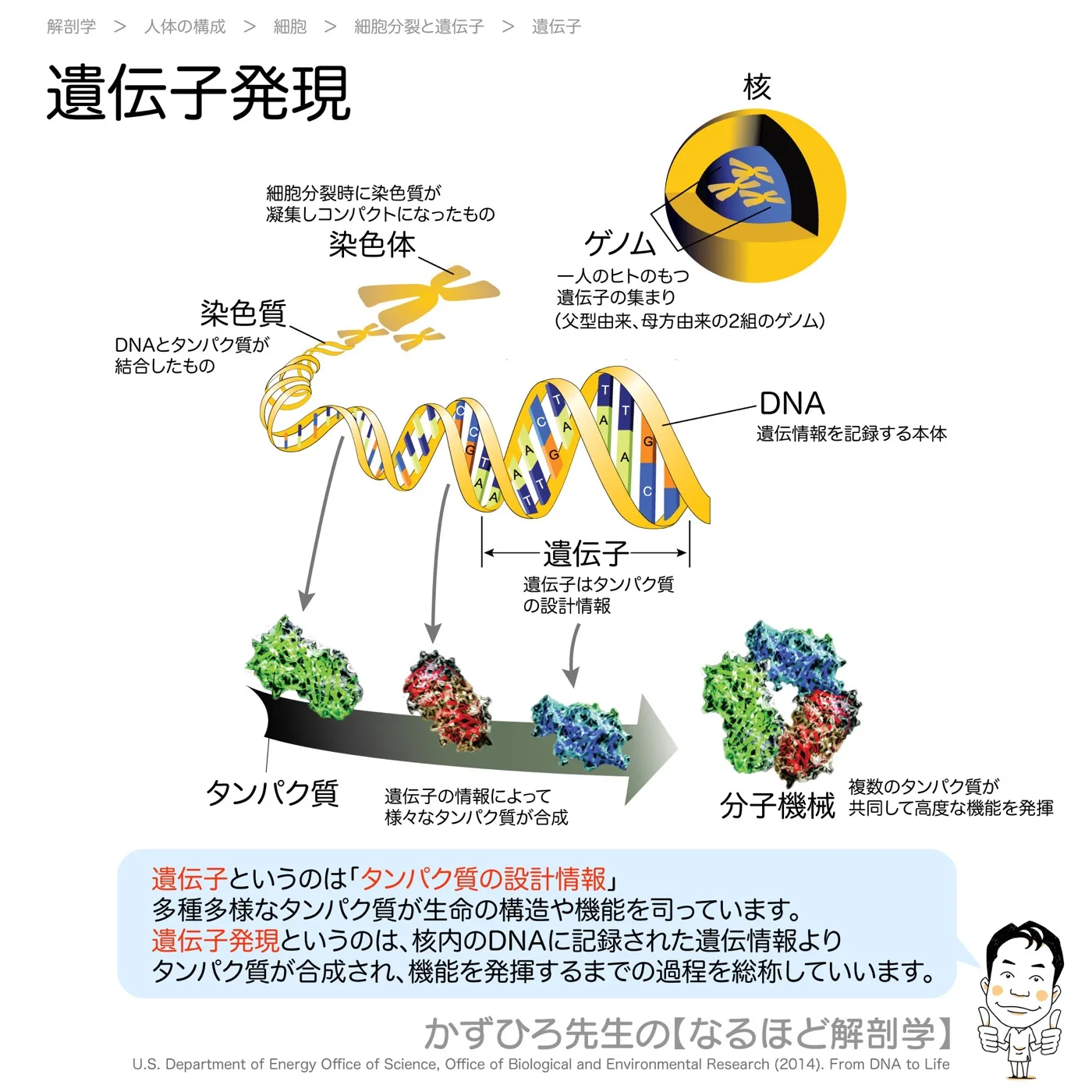 遺伝子発現