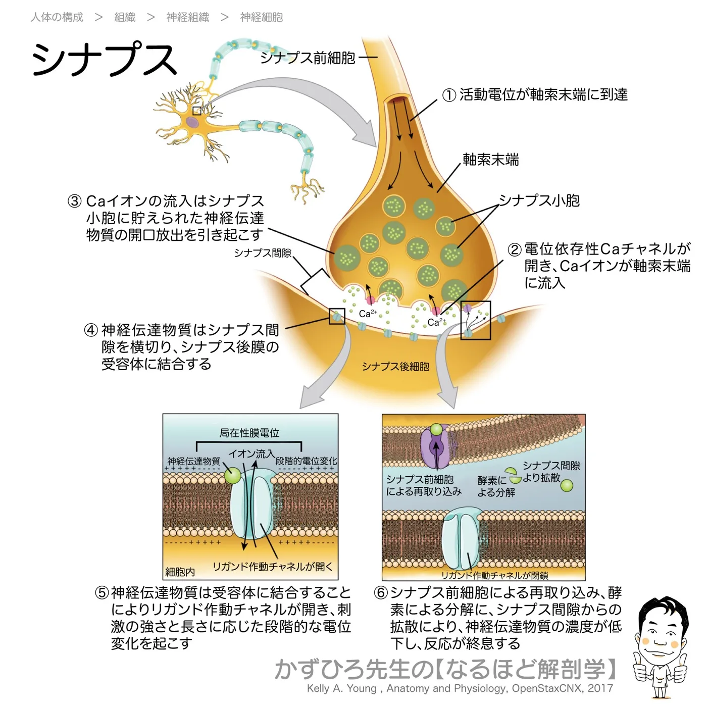 シナプス