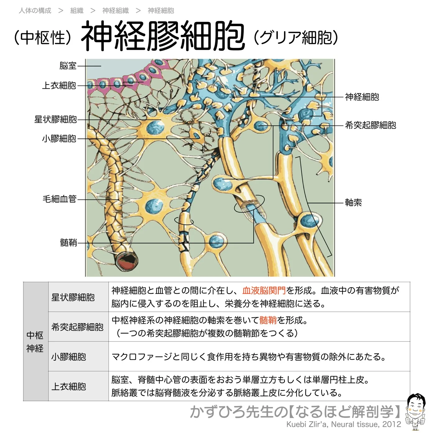 中枢性-神経膠細胞