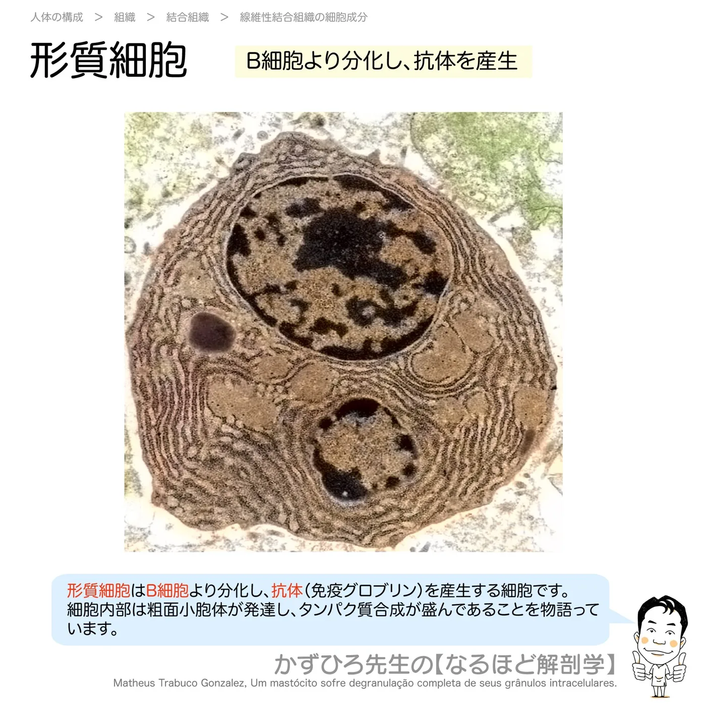 形質細胞