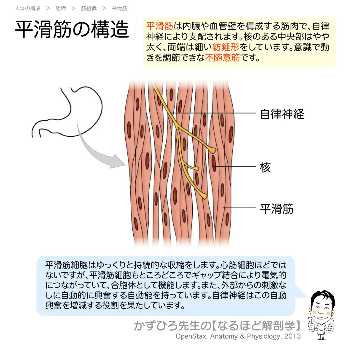 平滑筋の構造