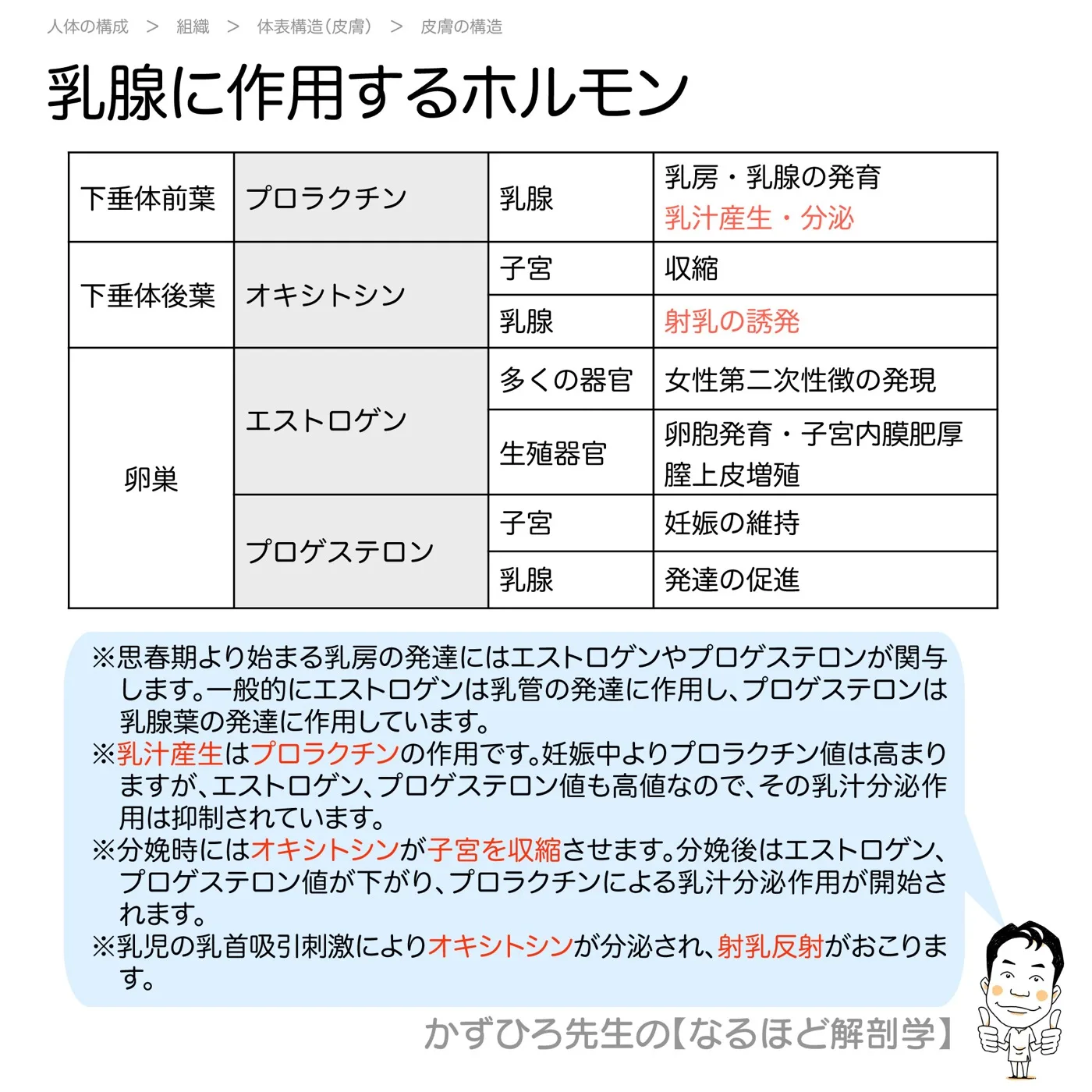 乳腺に作用するホルモン