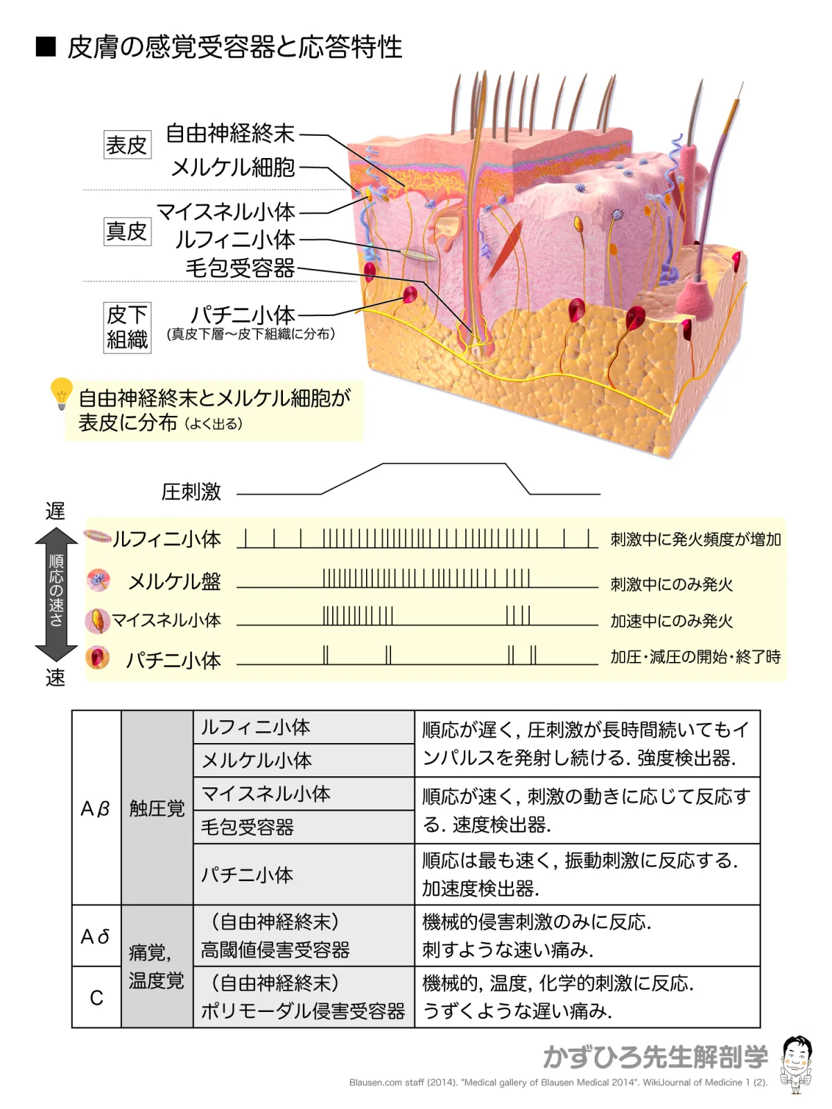 皮膚の感覚受容器