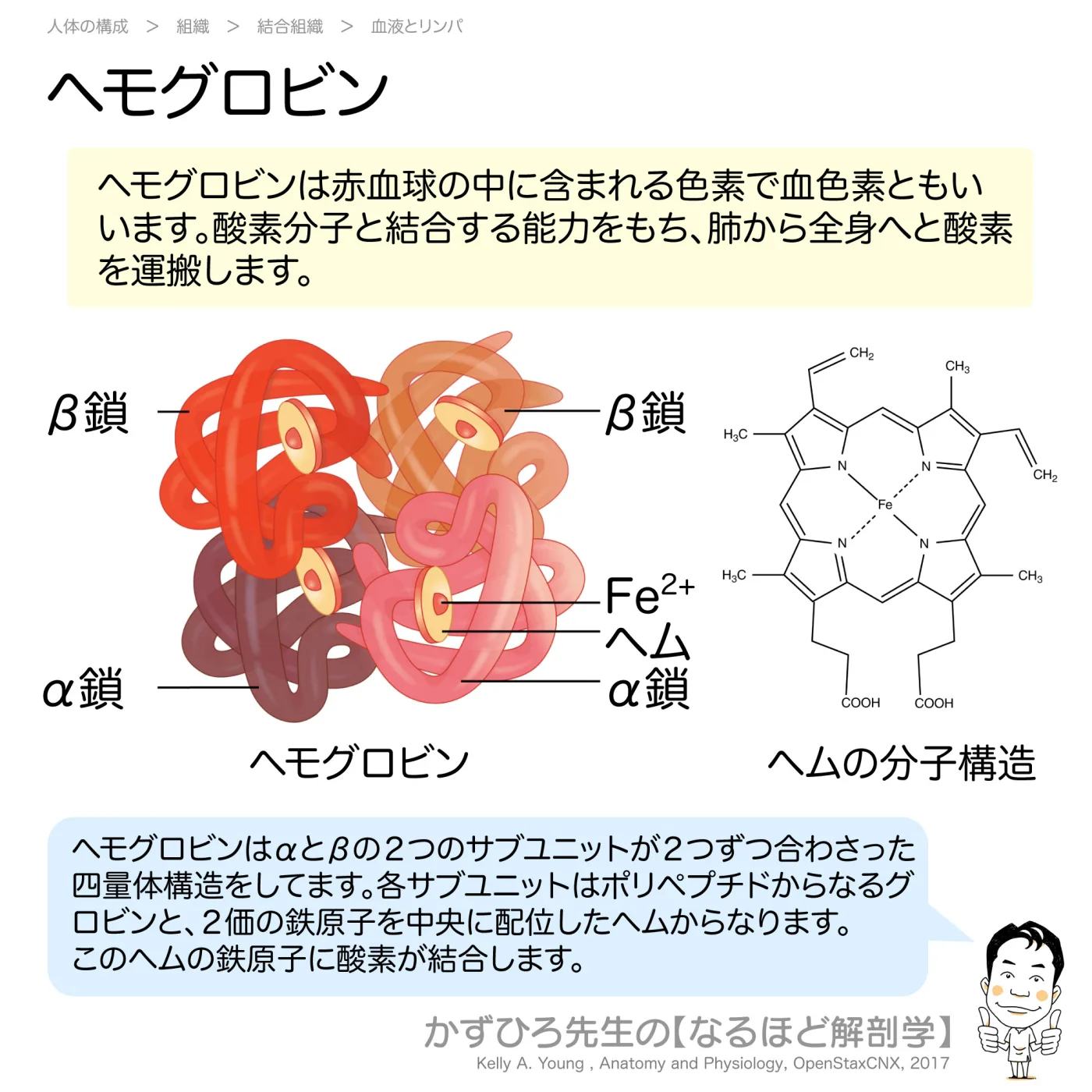 ヘモグロビン