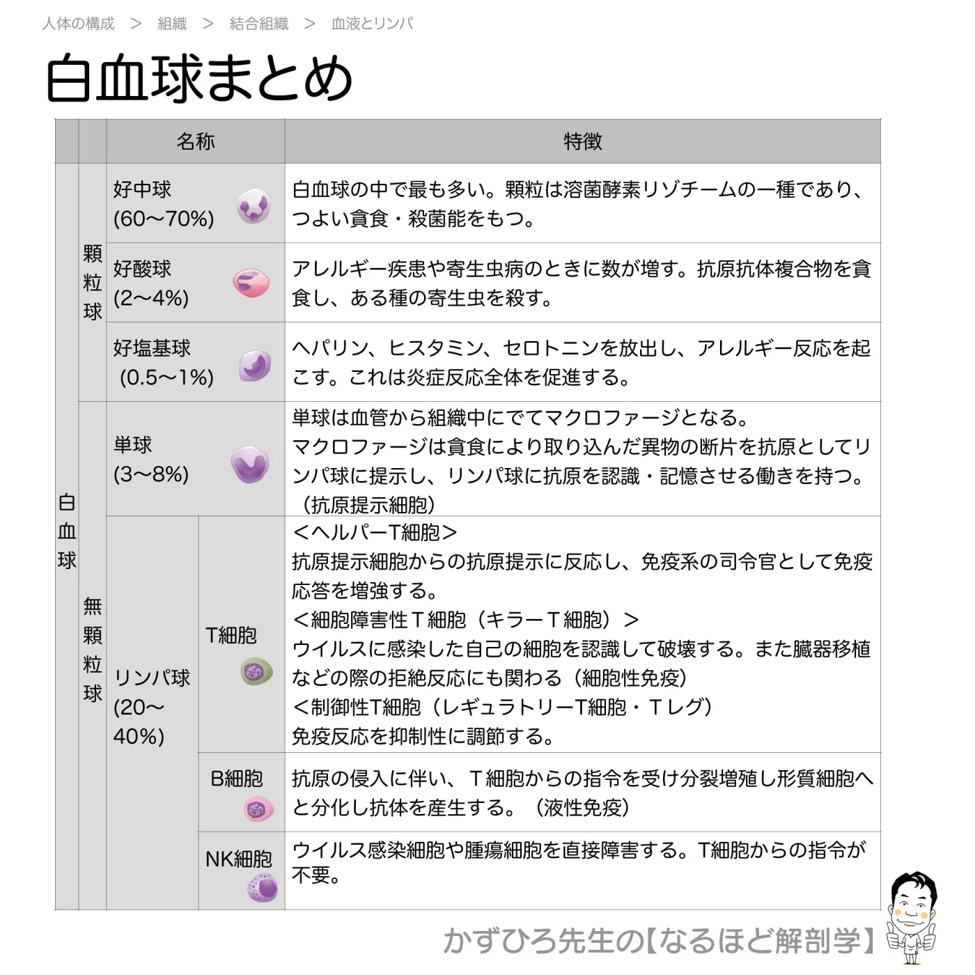 白血球まとめ
