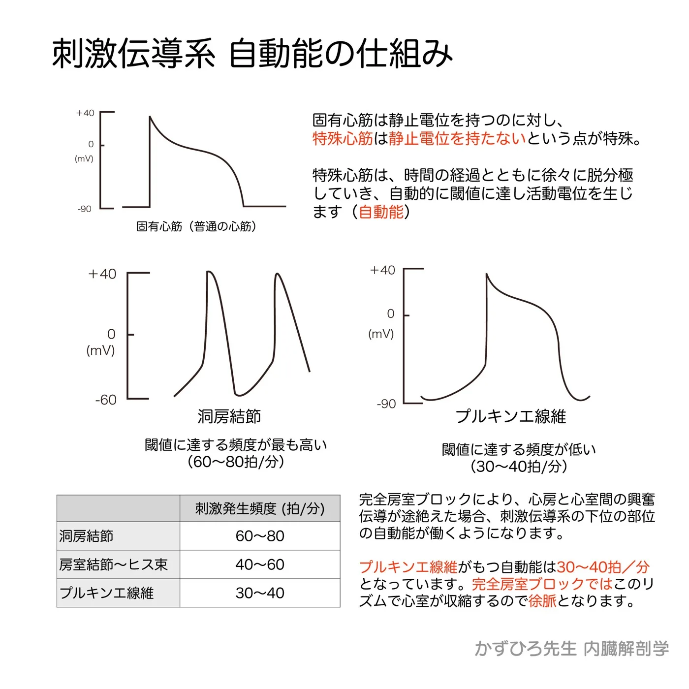 刺激伝導系-自動能の仕組み