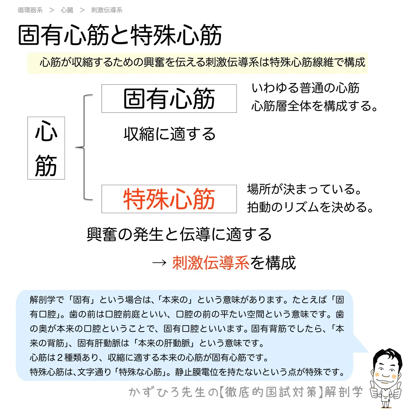 固有心筋と特殊心筋