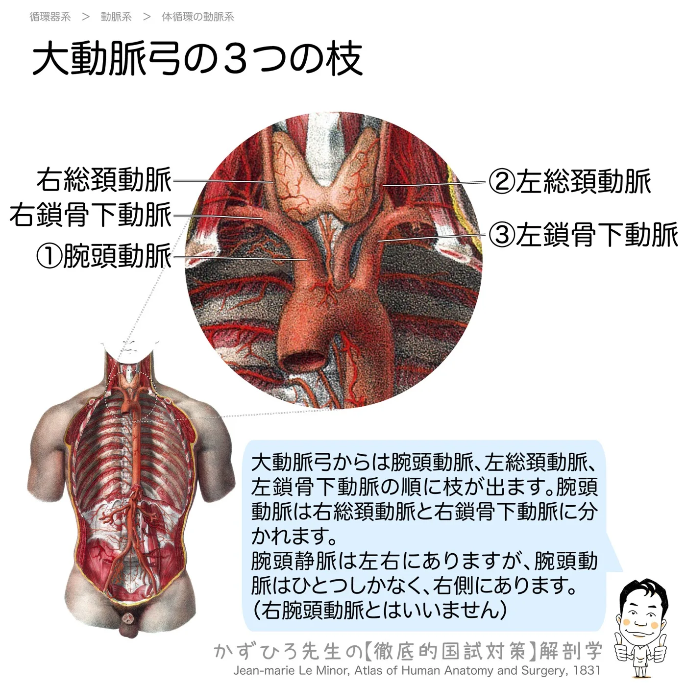 大動脈弓の３つの枝
