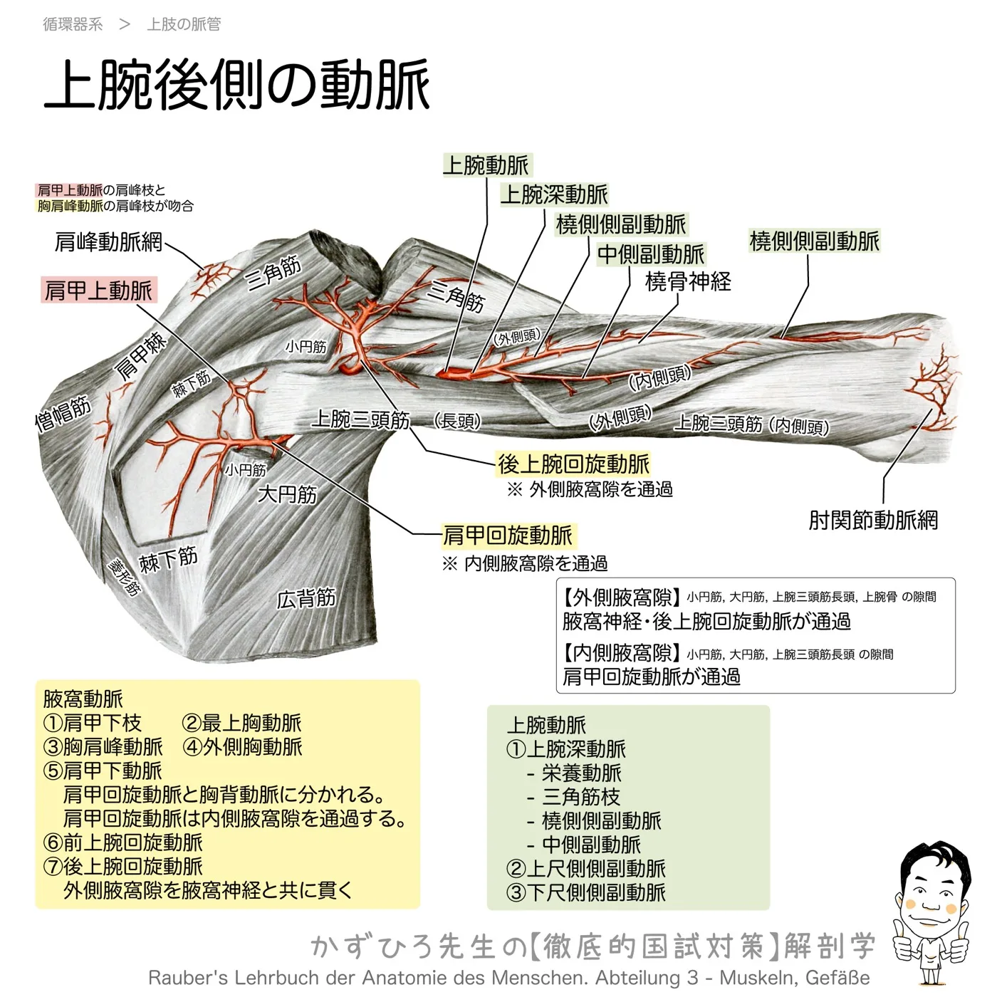 上腕後側の脈管（上腕動脈）