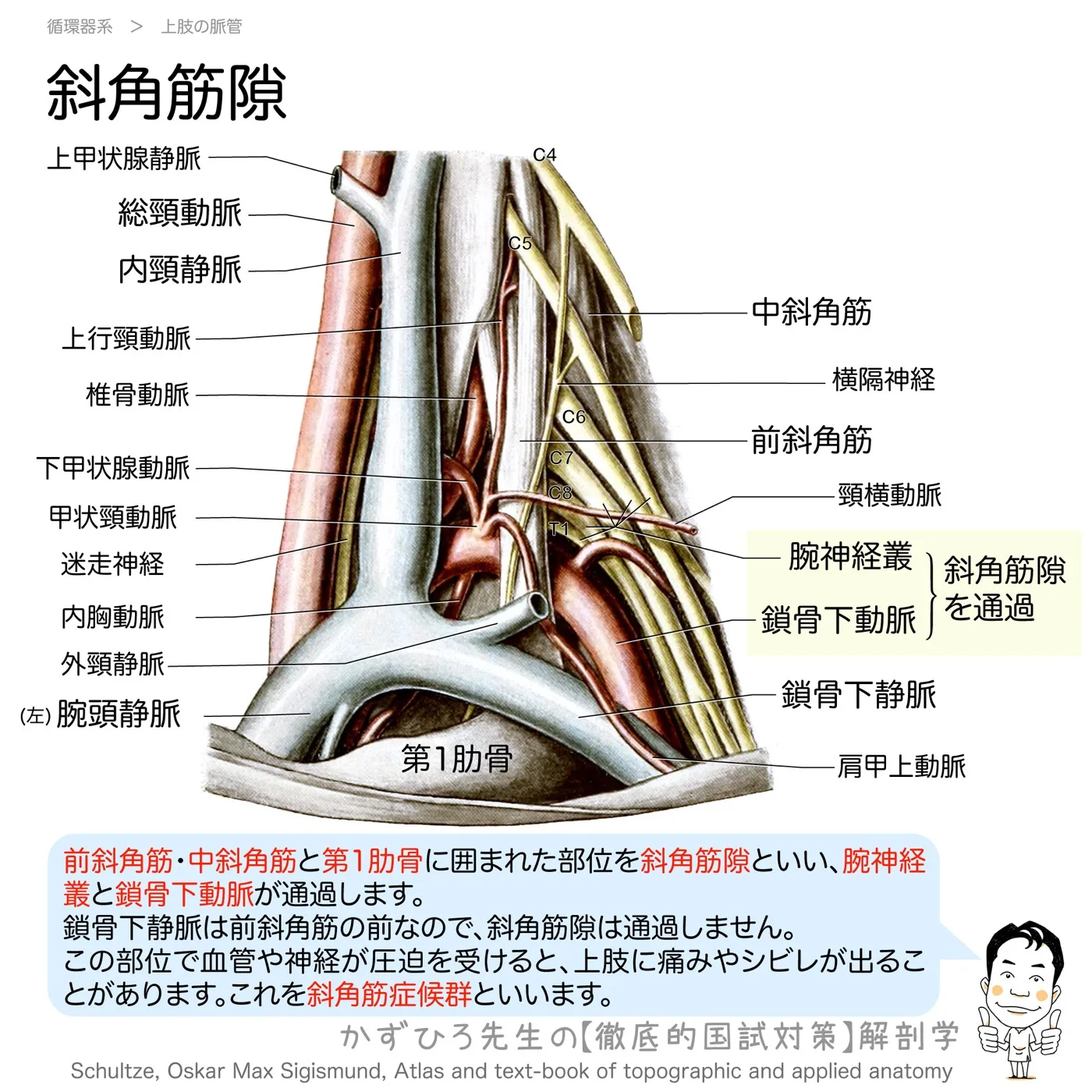 斜角筋隙