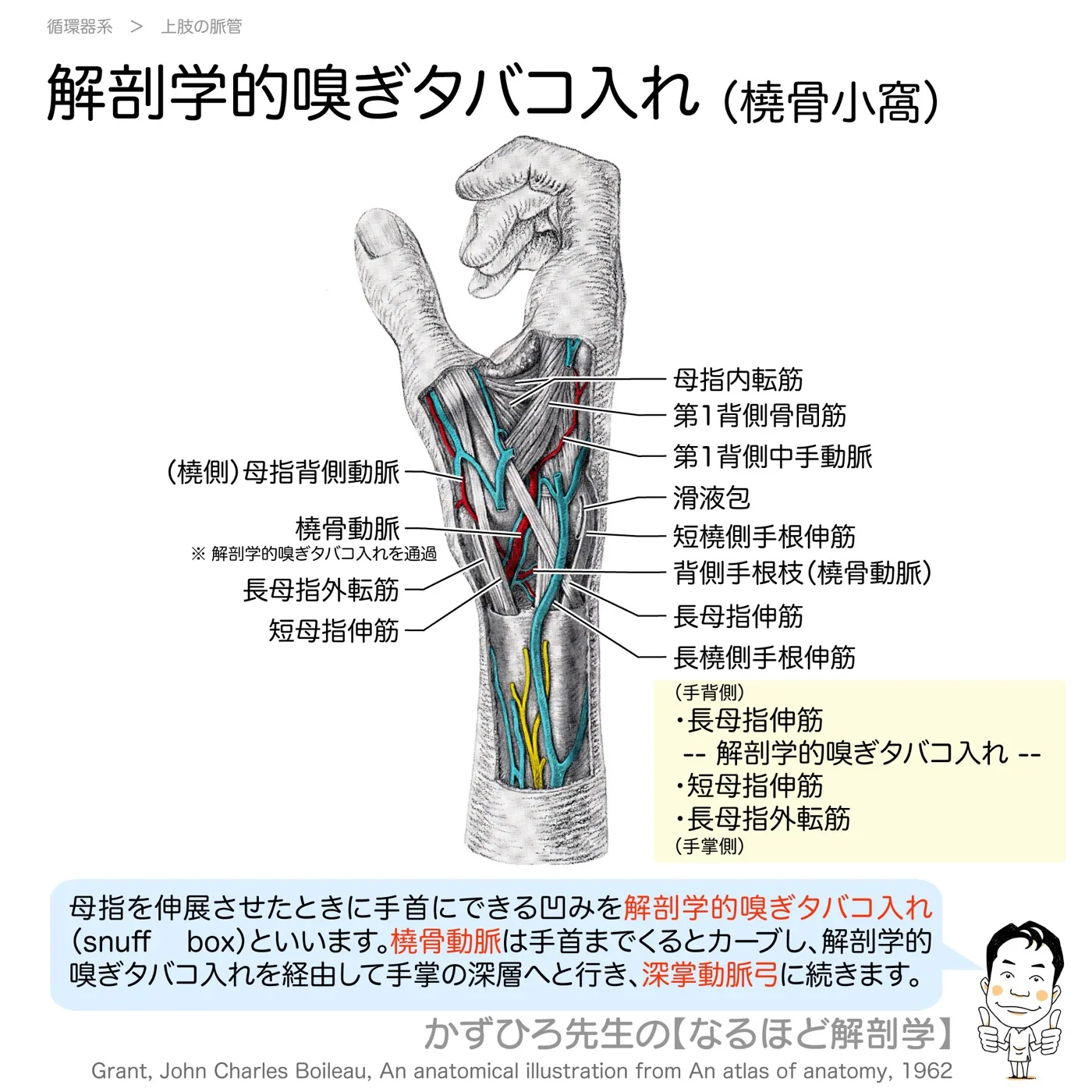 橈骨小窩-解剖学的嗅ぎタバコ入れ