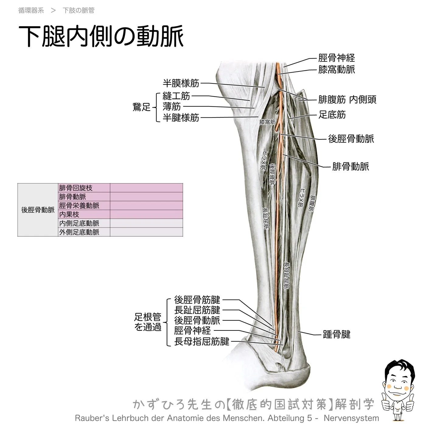 下腿内側の動脈