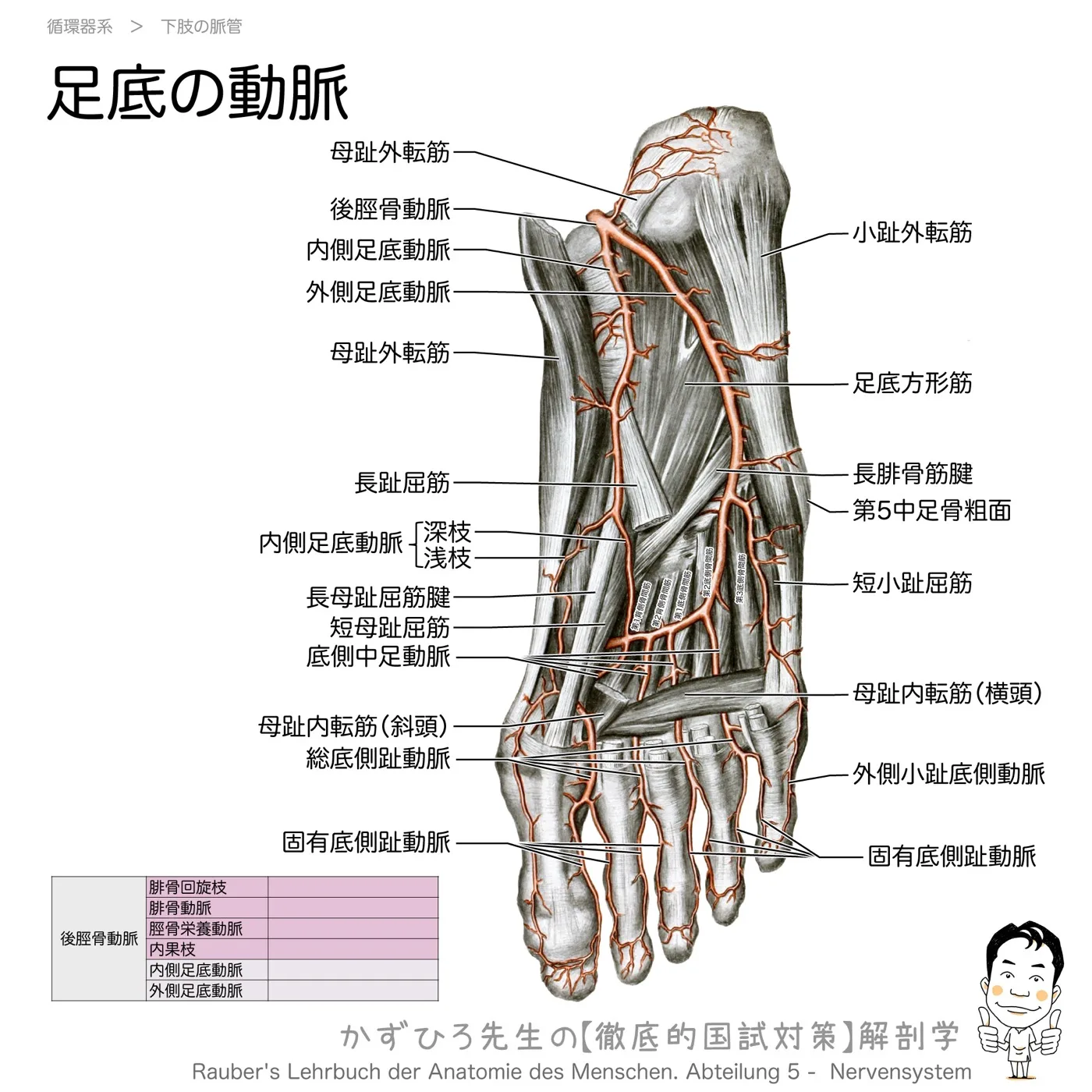 足底の動脈