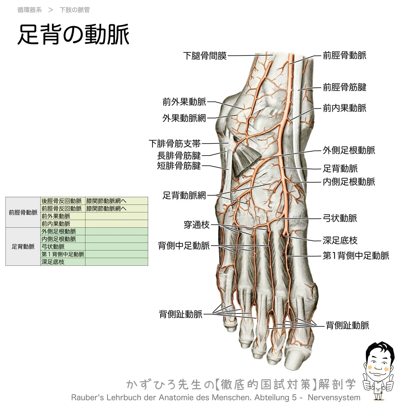 足背の動脈