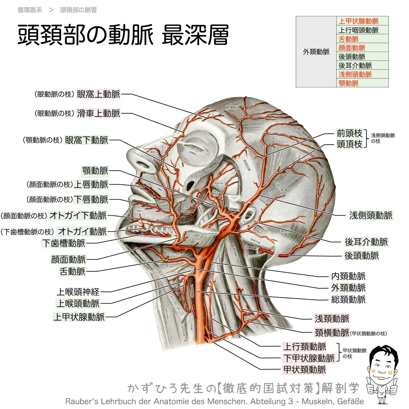 頭頚部の動脈-最深層
