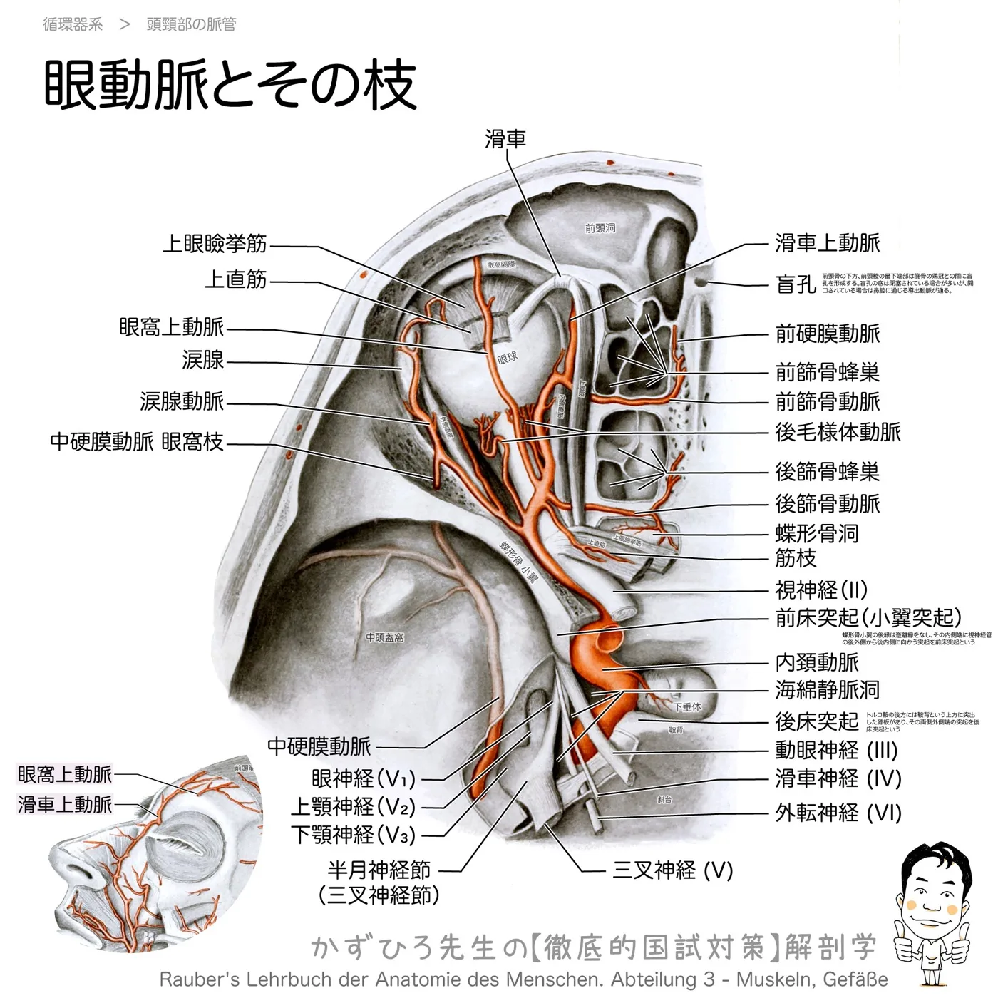 頭頚部の動脈-眼動脈