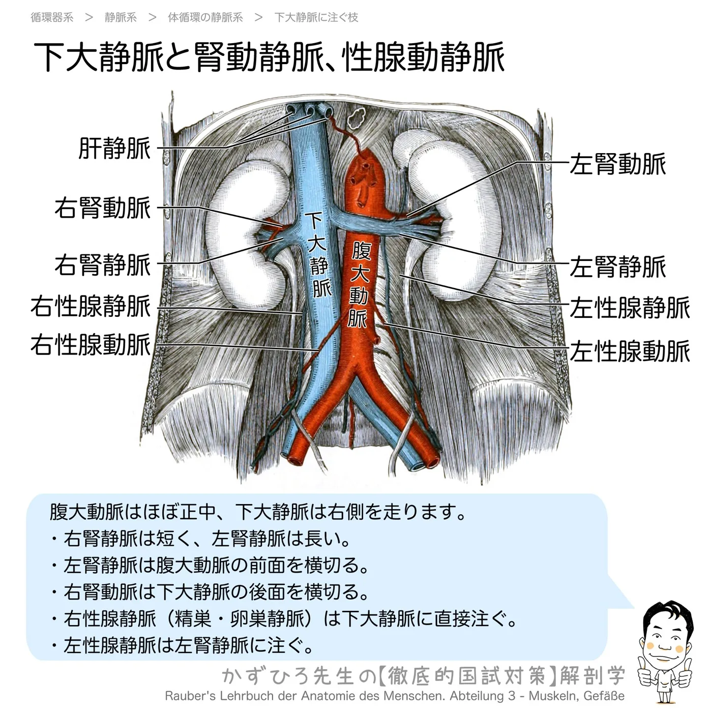下大静脈と腎動静脈、性腺動静脈