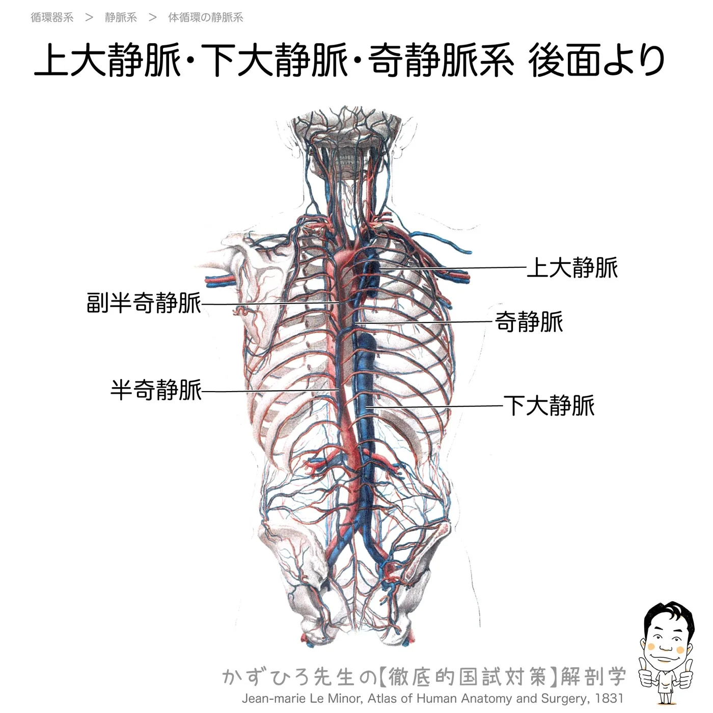 上大静脈・下大静脈・奇静脈系-後面より