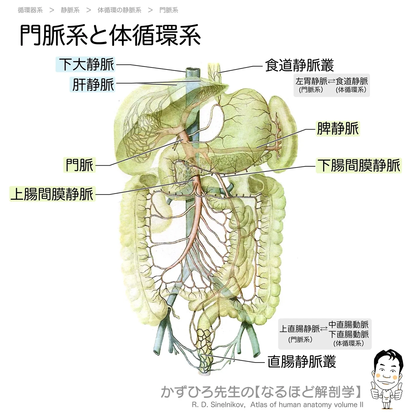 門脈系と体循環系