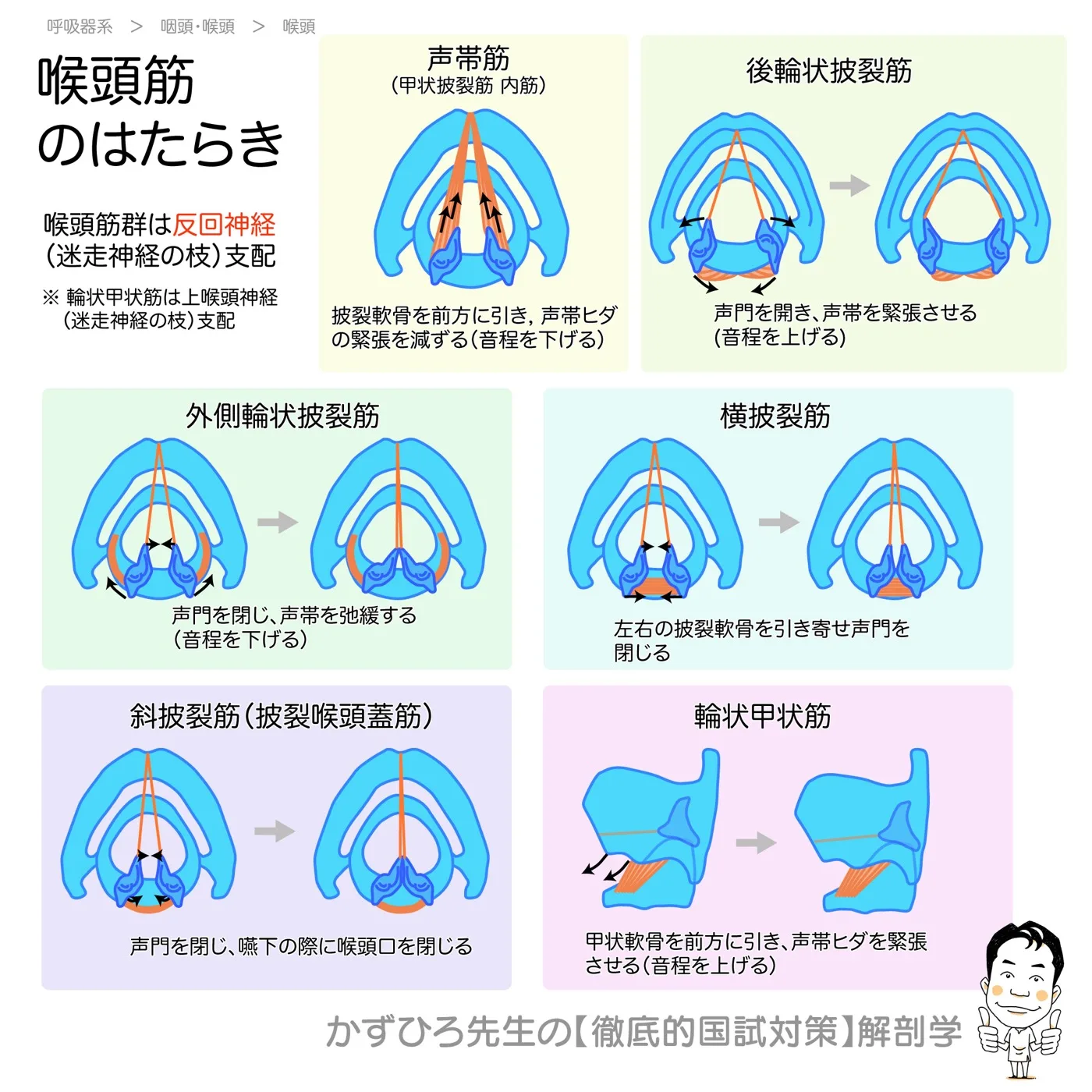 喉頭筋の作用