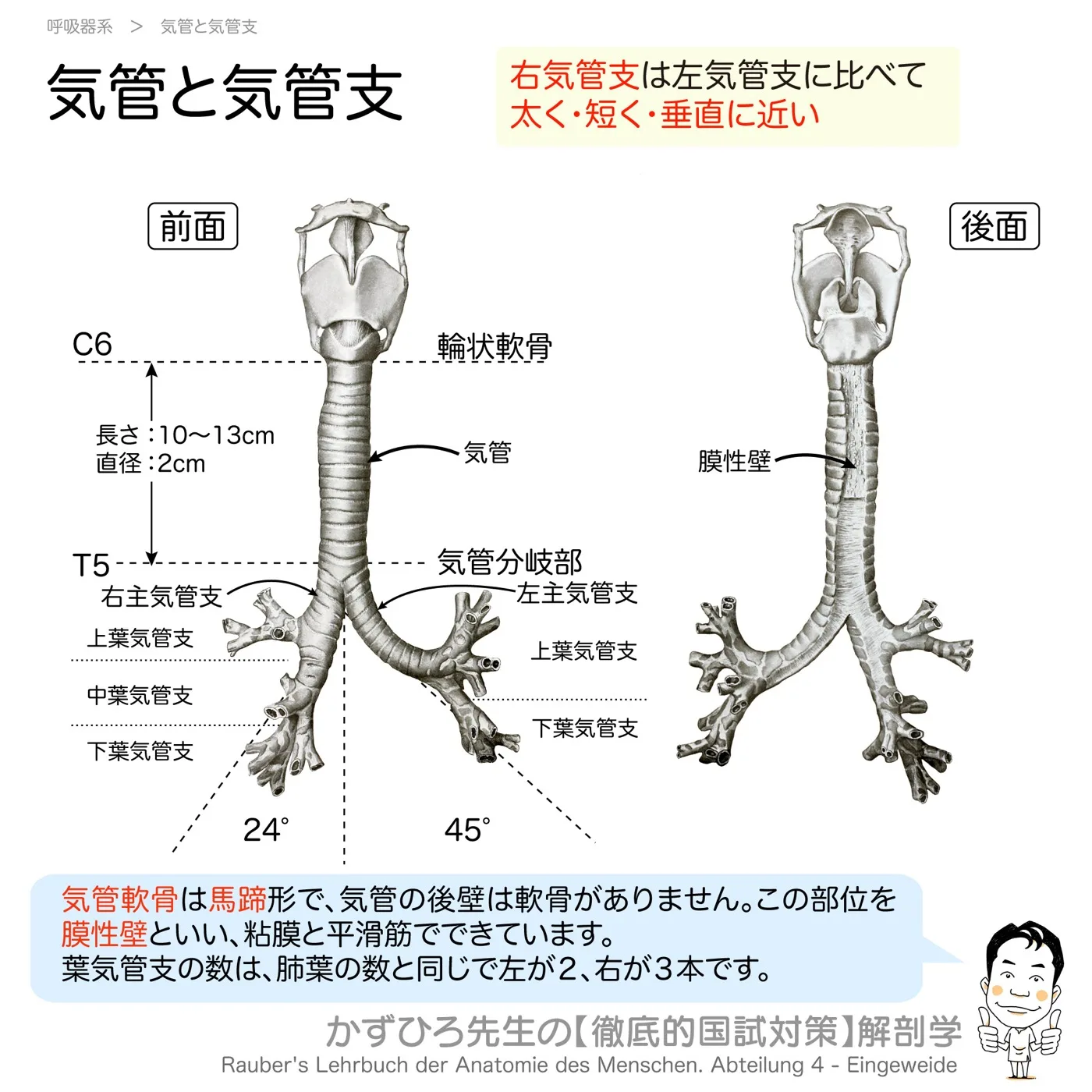 気管と気管支