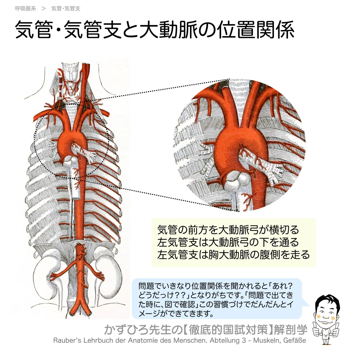 気管・気管支と大動脈の位置関係