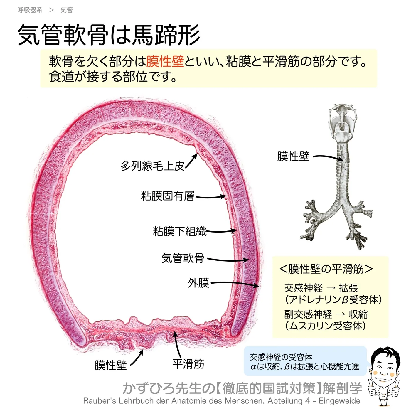 気管軟骨は馬蹄形