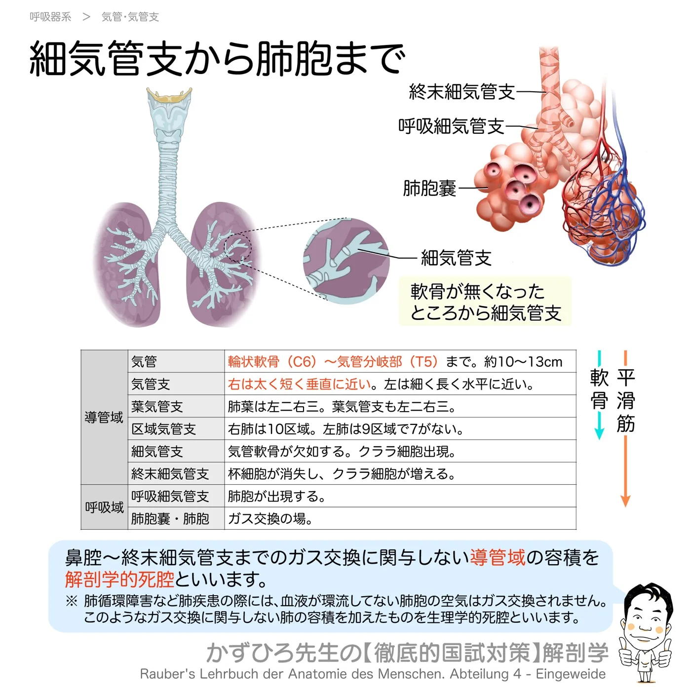 気管支から肺胞まで