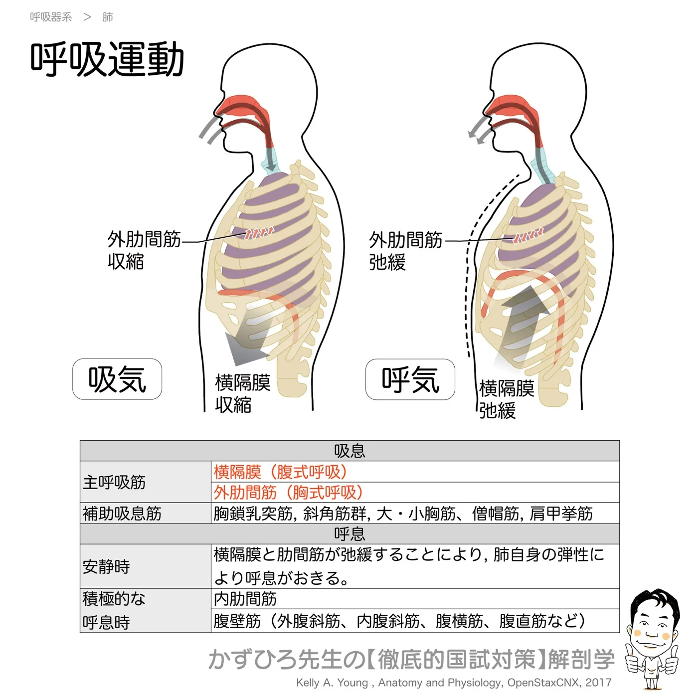 呼吸運動