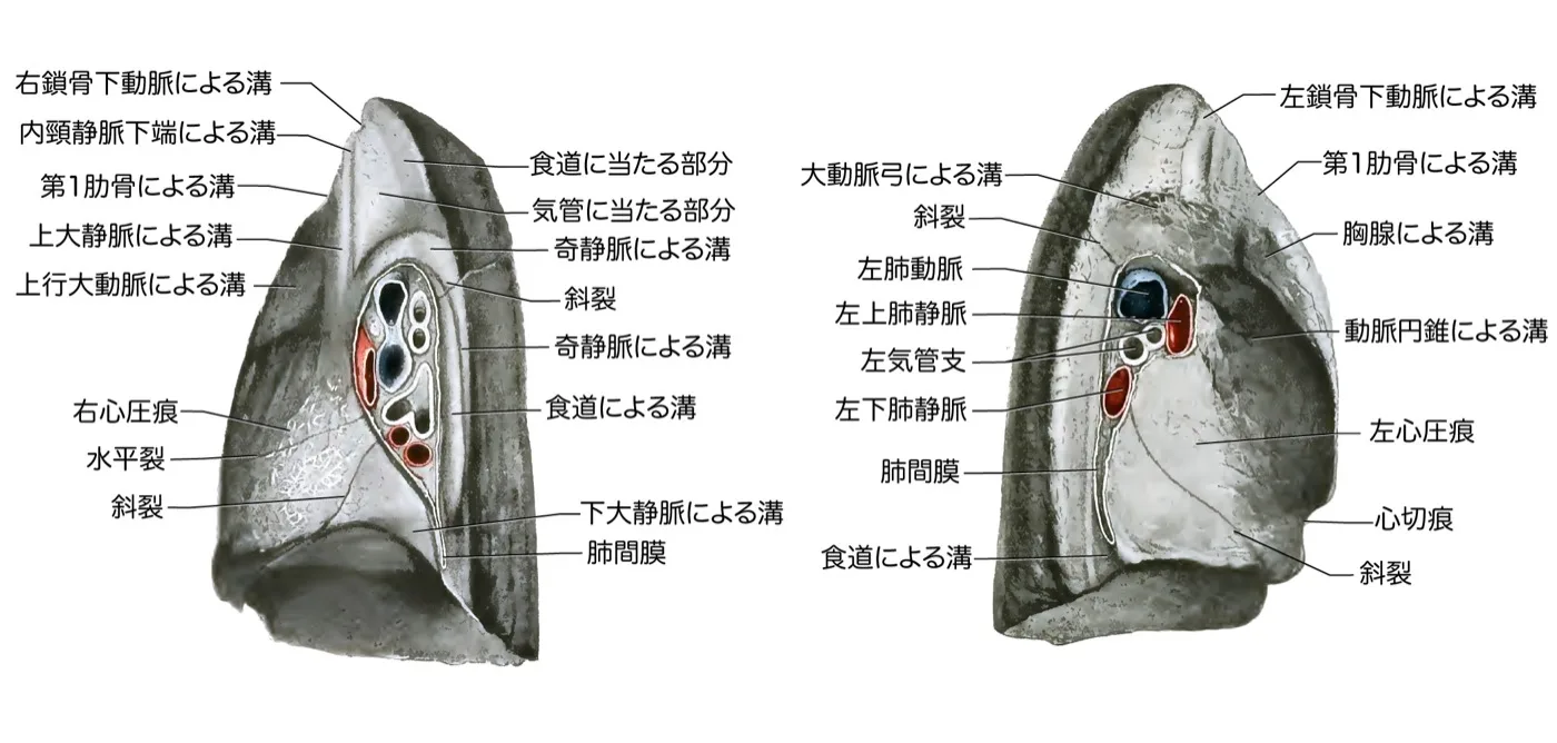 肺の内側面-肺門