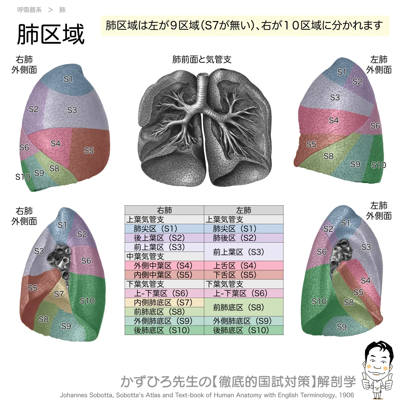 肺区域