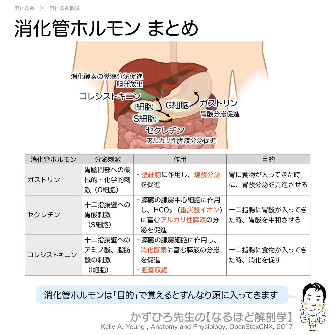 消化管ホルモン
