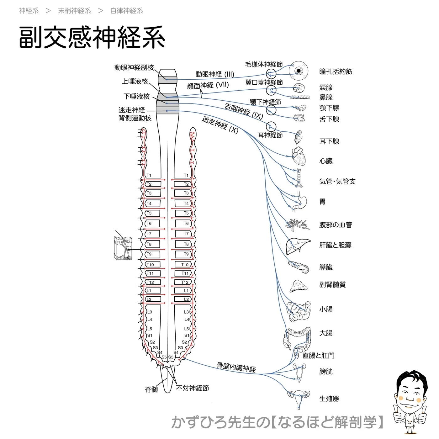 副交感神経系