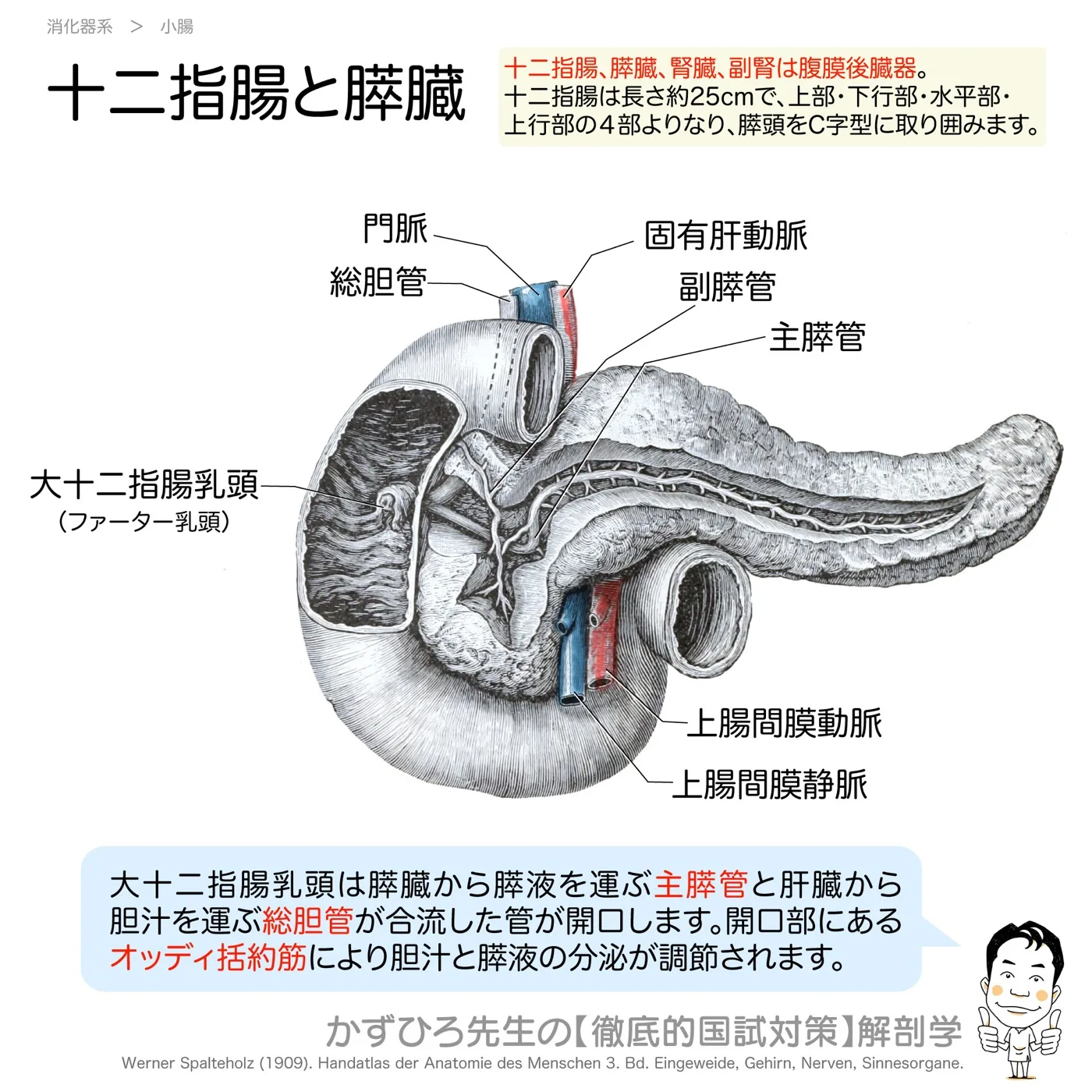 十二指腸と膵臓