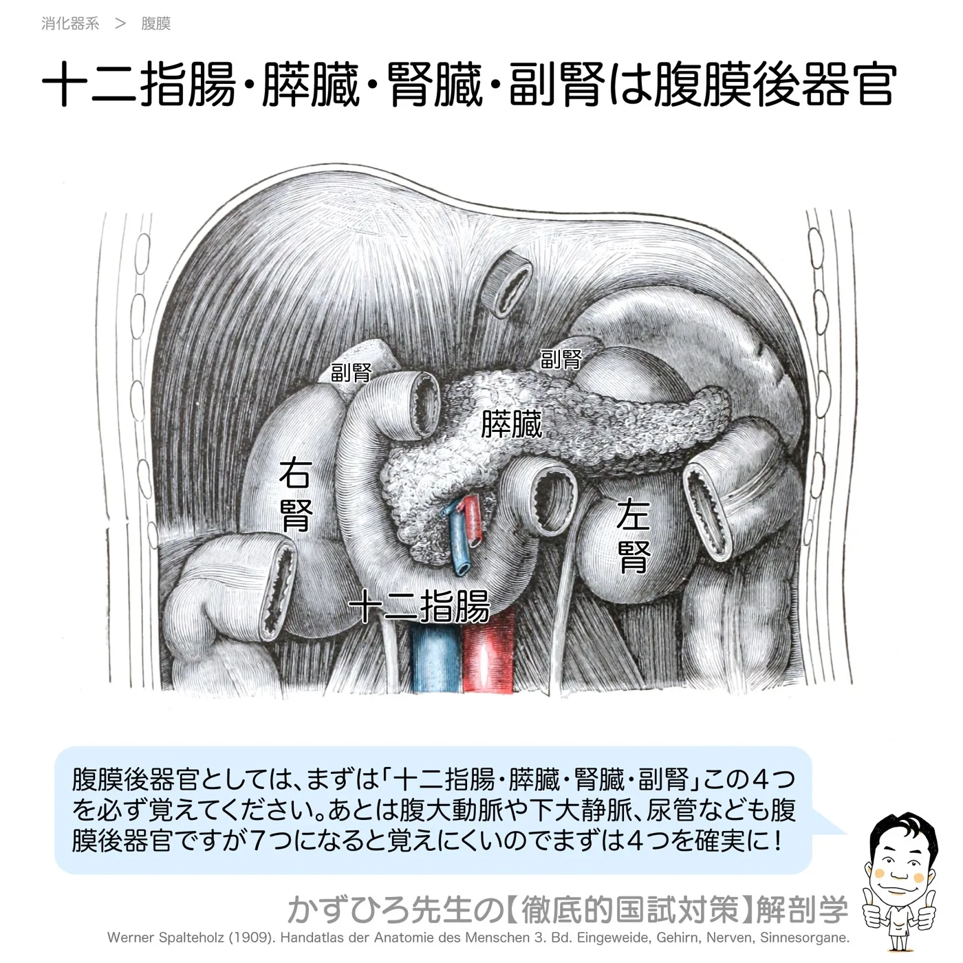 十二指腸・膵臓・腎臓・副腎は腹膜後器官