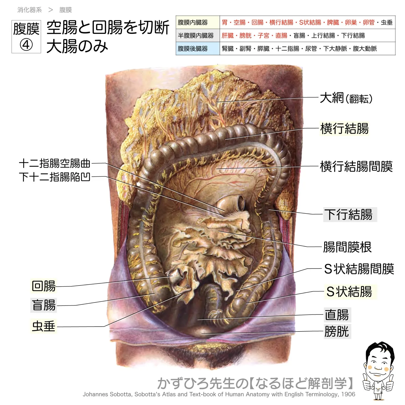 腹膜④-小腸を切断、大腸のみ：