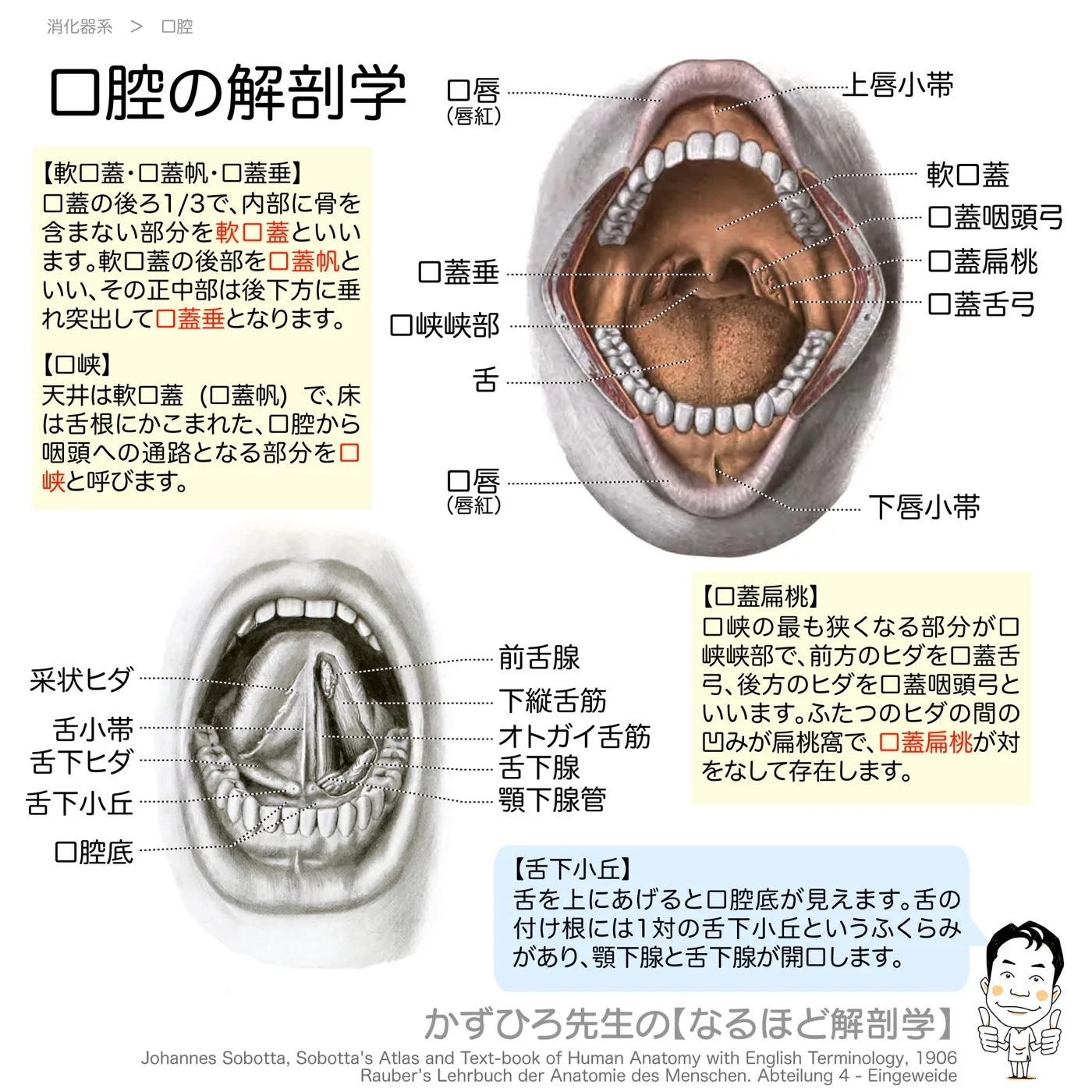 口腔の解剖学