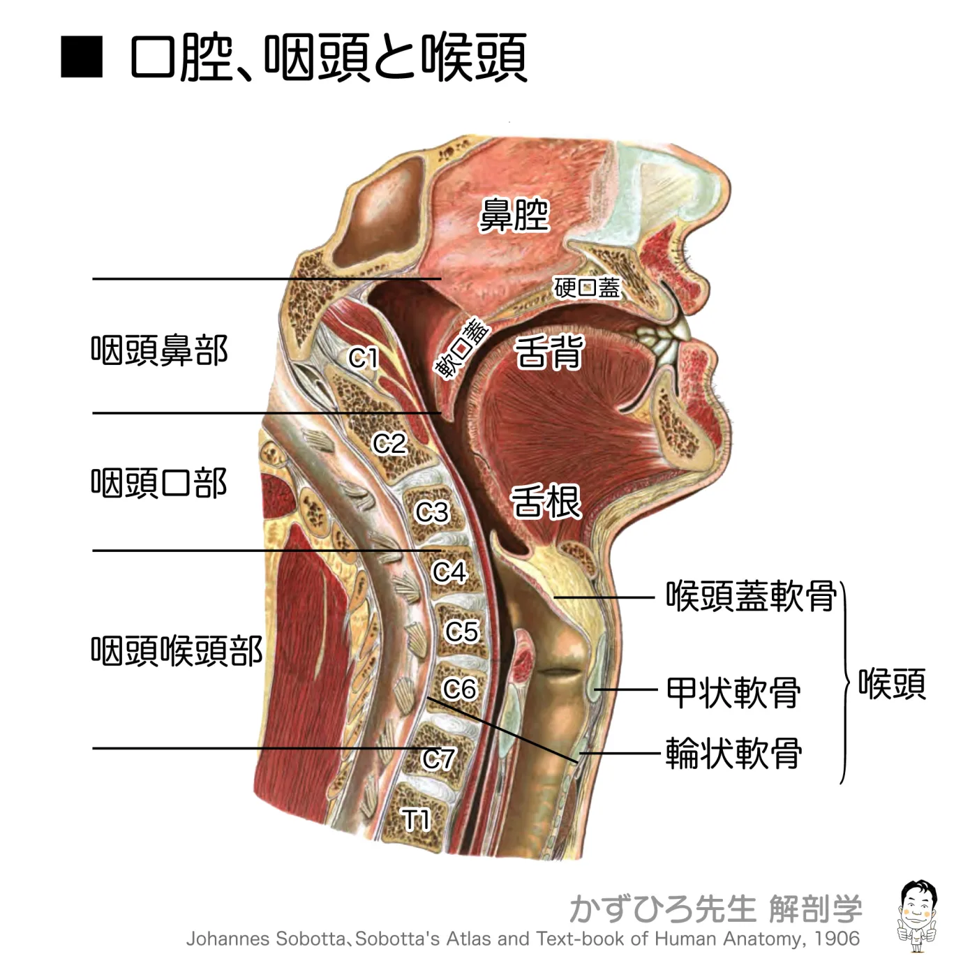 口蓋、咽頭・喉頭（図2）