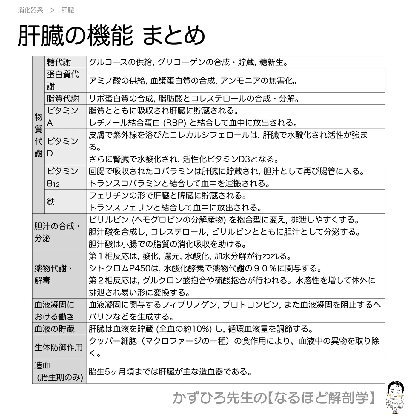 肝臓の機能-まとめ