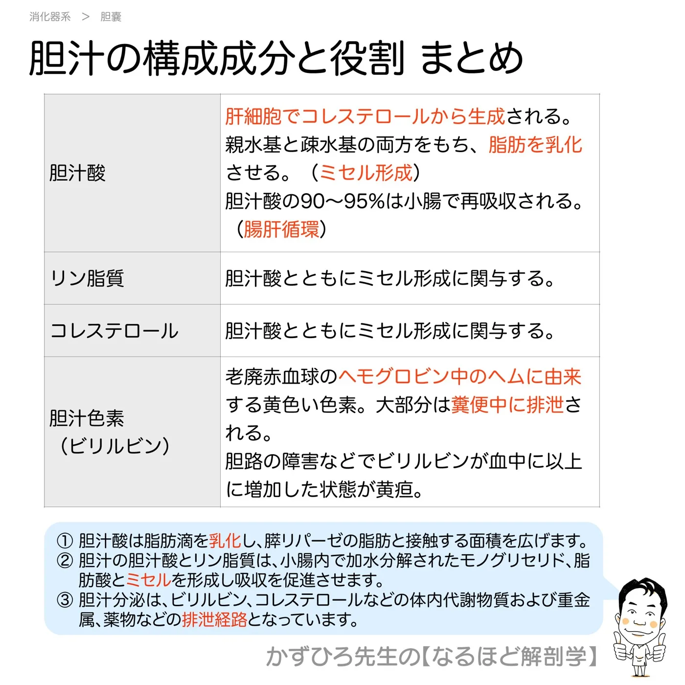 胆汁の構成成分と役割-まとめ