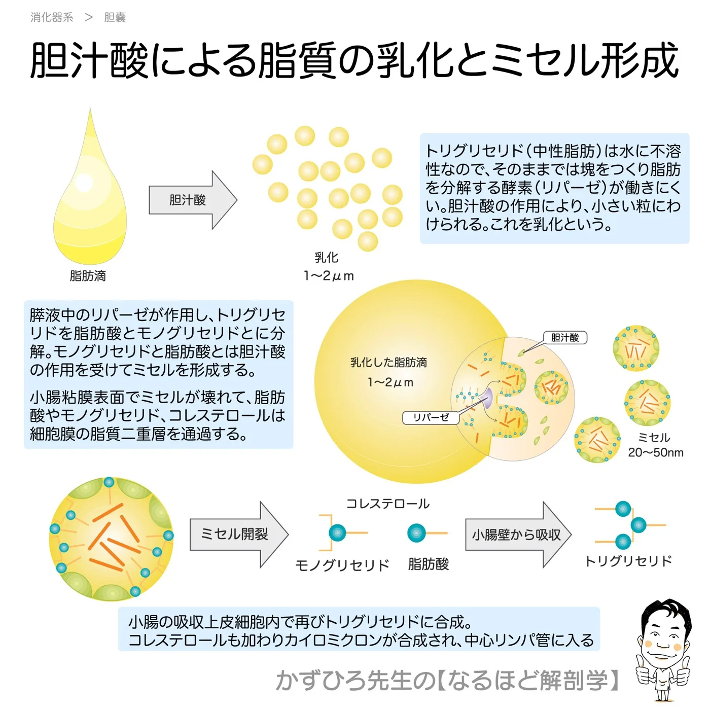 胆汁酸による脂質の乳化とミセル形成