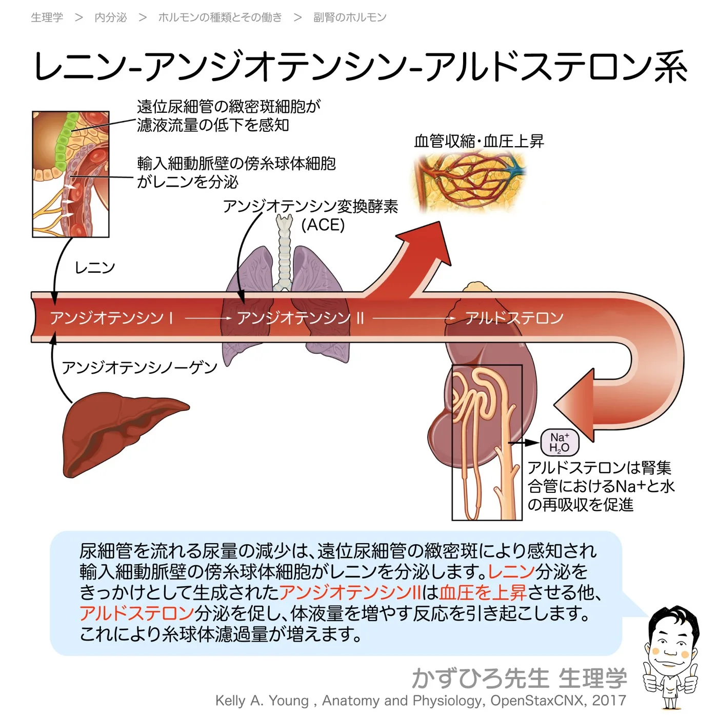 レニン-アンギオテンシン-アルドステロン