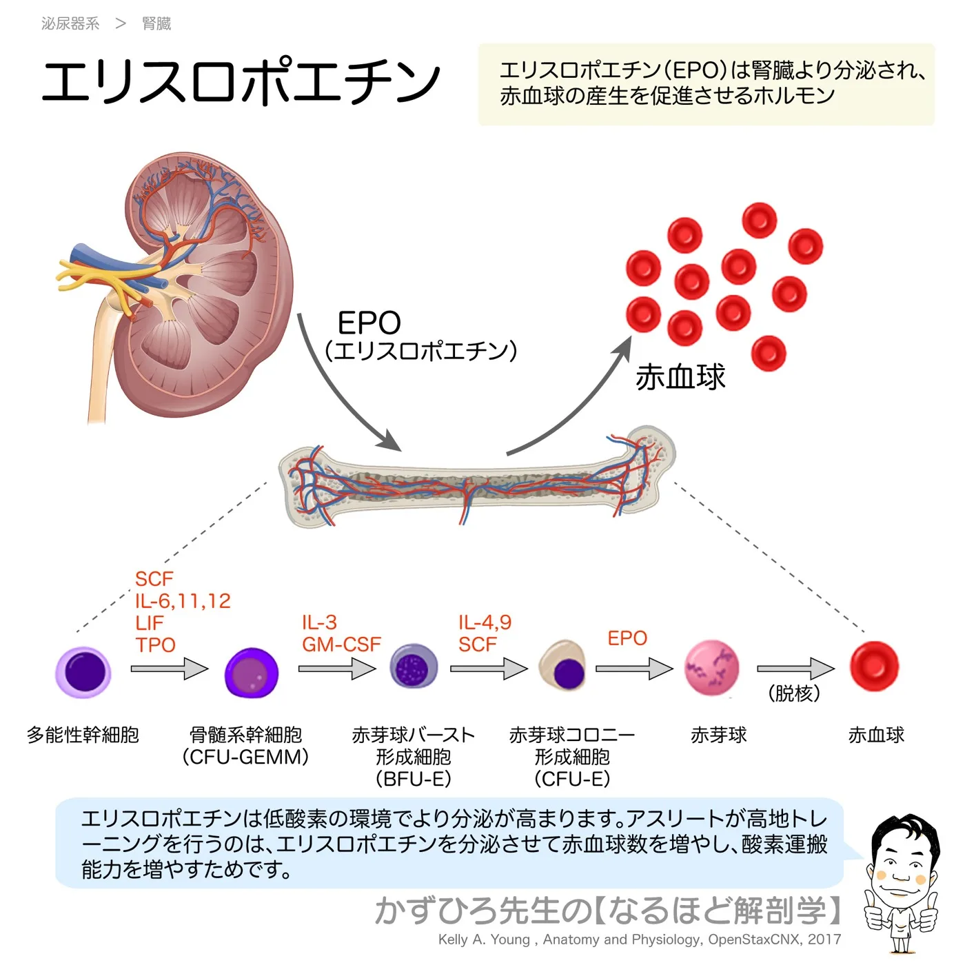 エリスロポエチン