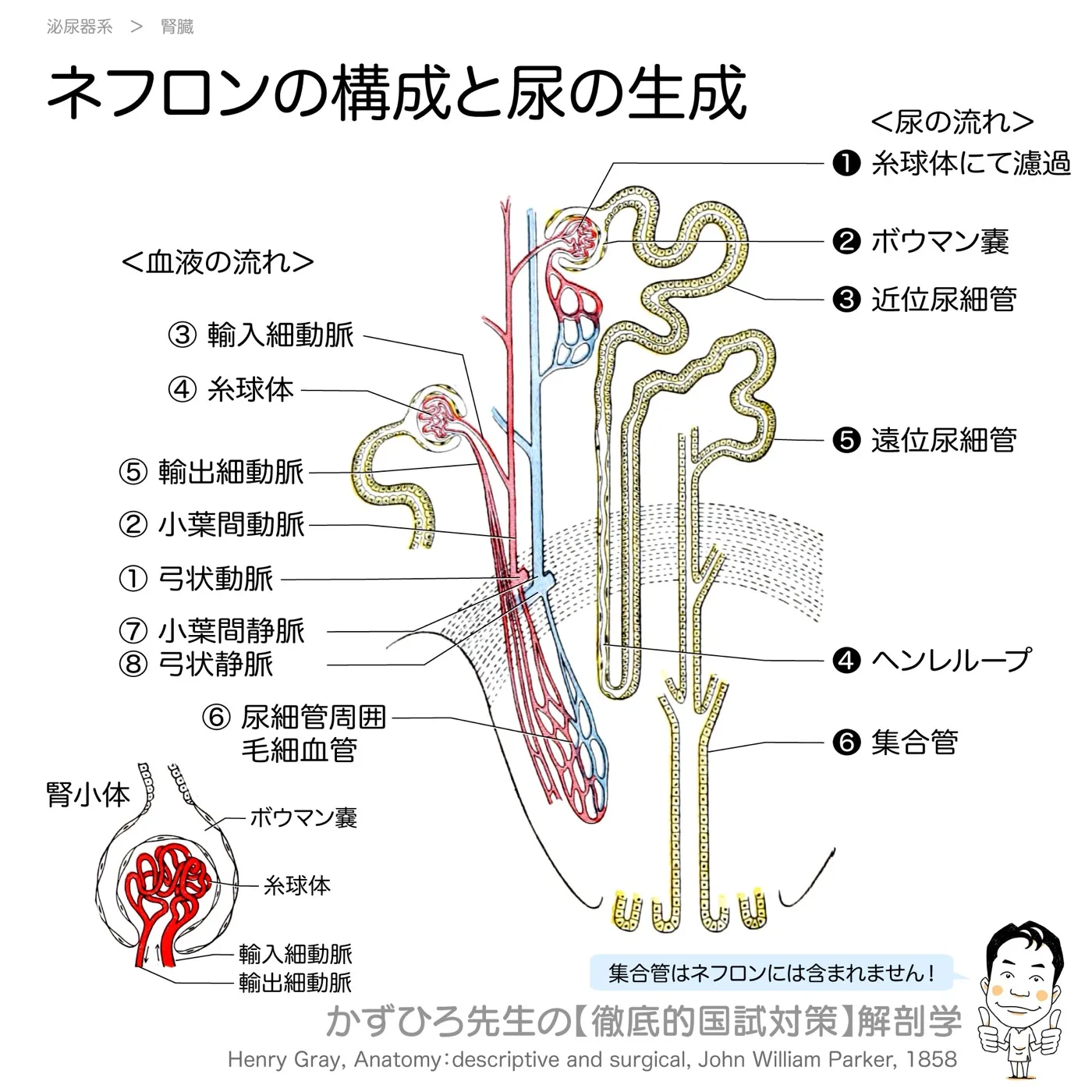 ネフロンの構成と尿の生成
