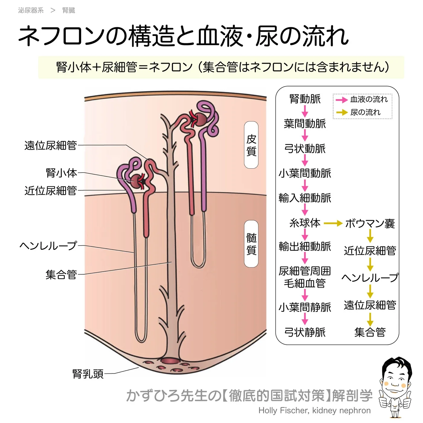 ネフロンの構造と血液・尿の流れ